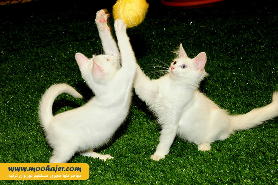 های وان 17 مهاجر سیر ایرانیان