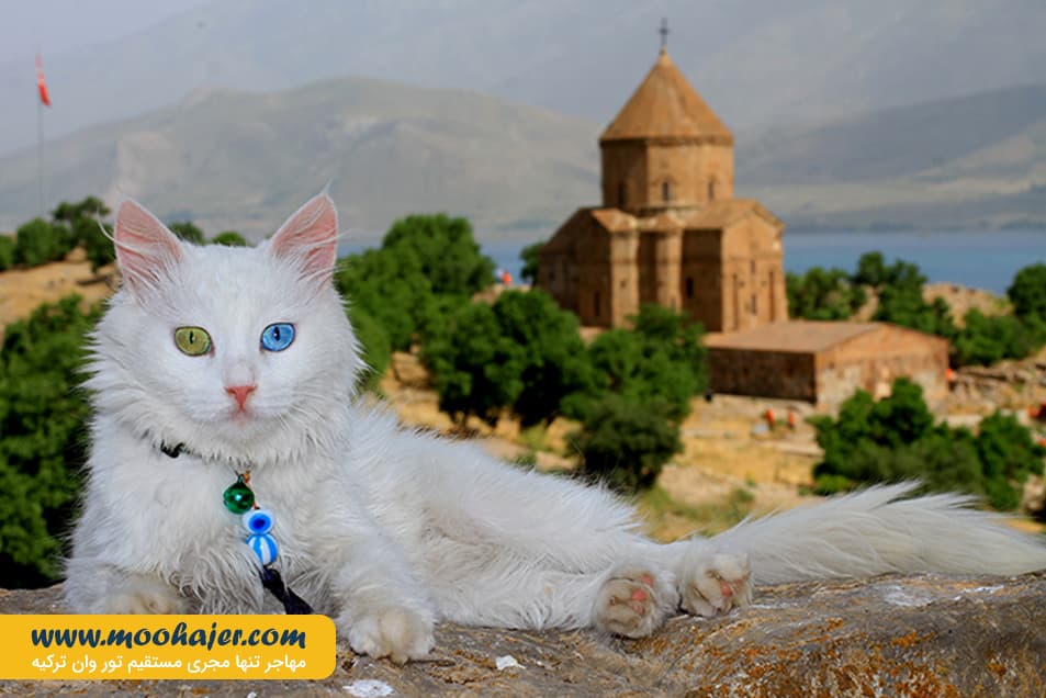 های وان 18 مهاجر سیر ایرانیان