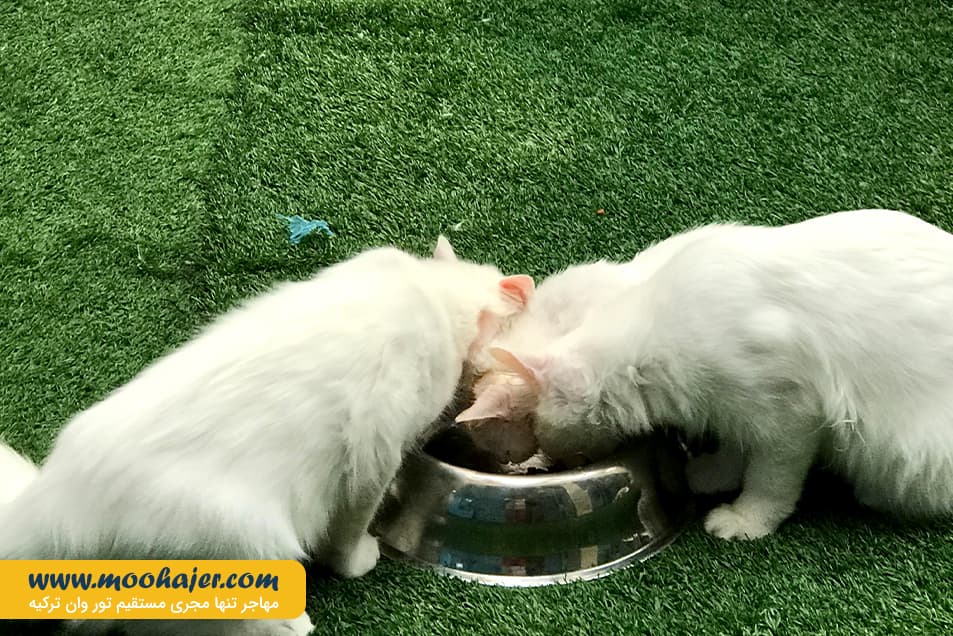 های وان 2 مهاجر سیر ایرانیان