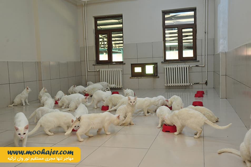 های وان 24 مهاجر سیر ایرانیان