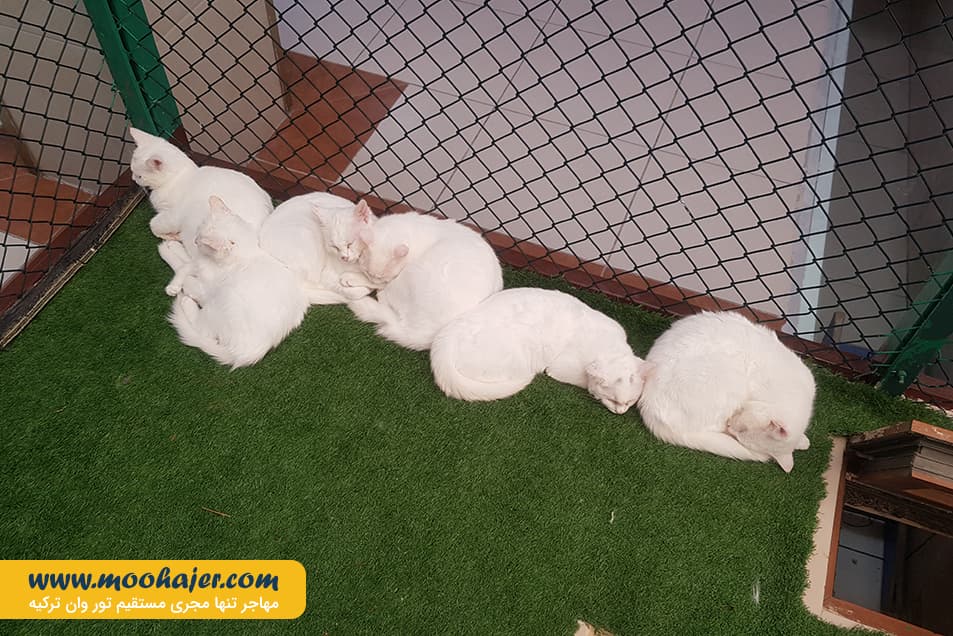 های وان 29 مهاجر سیر ایرانیان