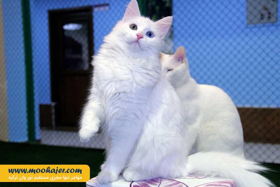 های وان 30 مهاجر سیر ایرانیان