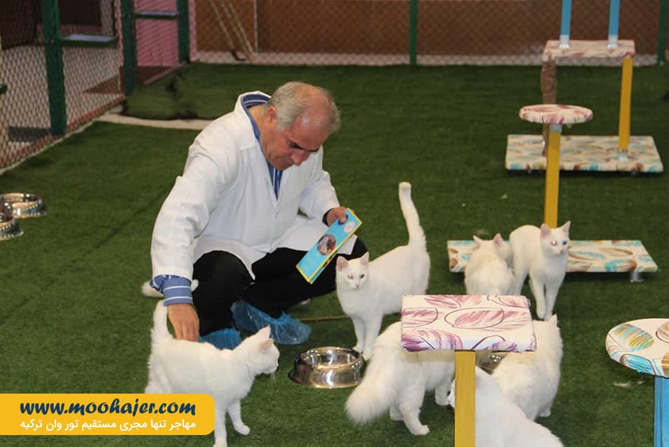 های وان 31 مهاجر سیر ایرانیان