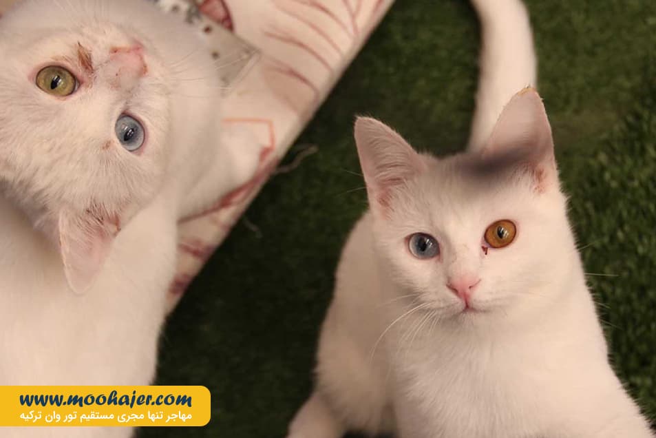 های وان 33 مهاجر سیر ایرانیان