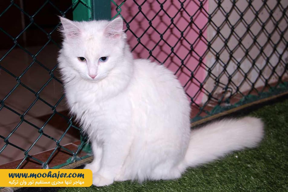 های وان 36 مهاجر سیر ایرانیان