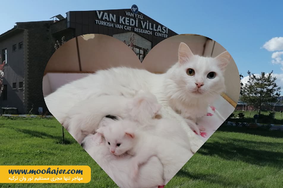 های وان 37 مهاجر سیر ایرانیان