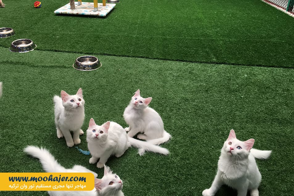 های وان 4 مهاجر سیر ایرانیان