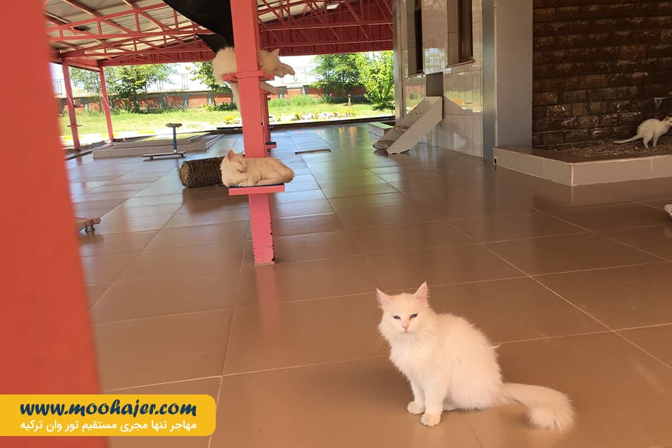 های وان 5 مهاجر سیر ایرانیان