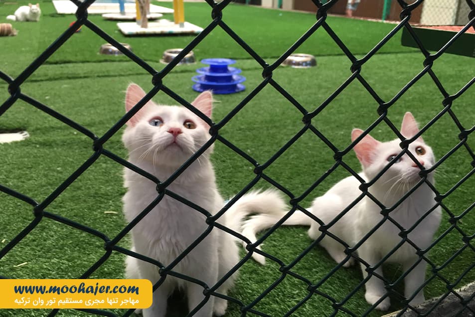 های وان 6 مهاجر سیر ایرانیان