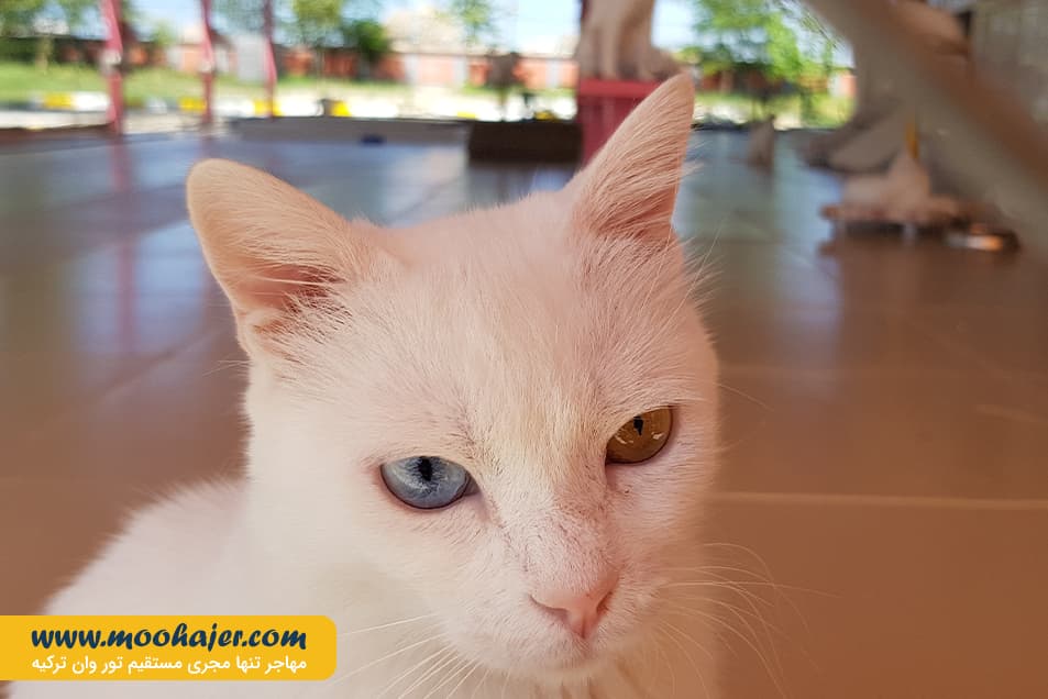 های وان 8 مهاجر سیر ایرانیان