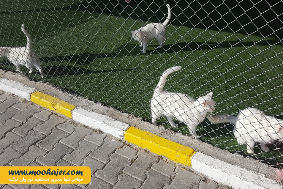 های وان 9 مهاجر سیر ایرانیان