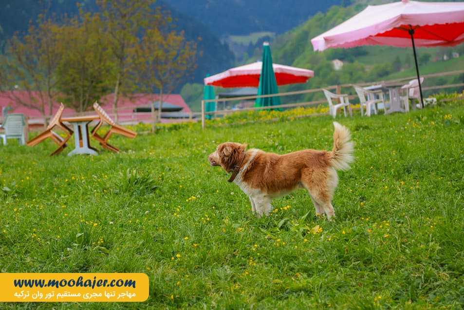 زیبای هامسیکوی ترابزون 11 مهاجر سیر ایرانیان