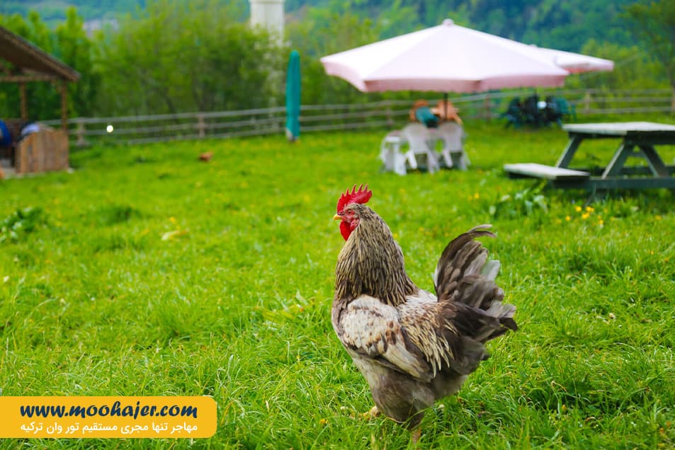 زیبای هامسیکوی ترابزون 7 مهاجر سیر ایرانیان