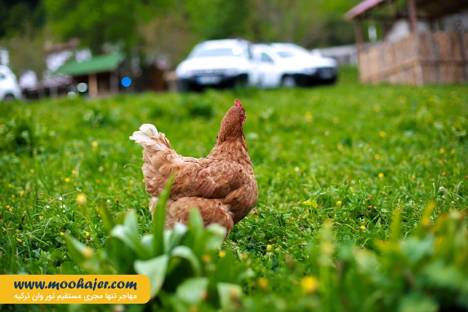 زیبای هامسیکوی ترابزون 8 مهاجر سیر ایرانیان